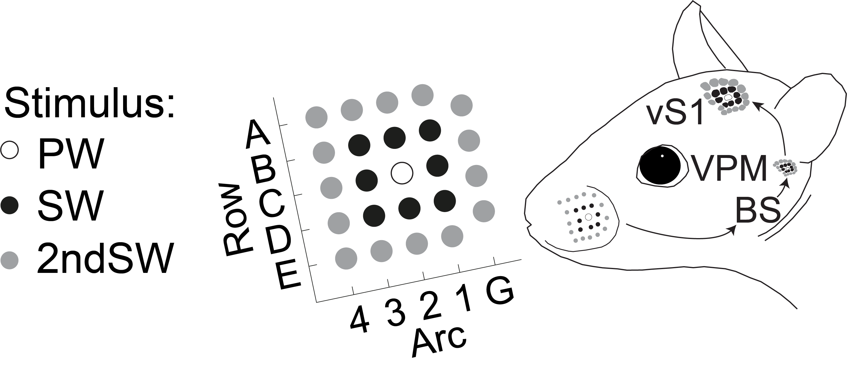 Wistar rat whisker grid